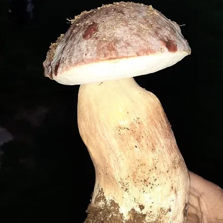 De Gredos Appartamento